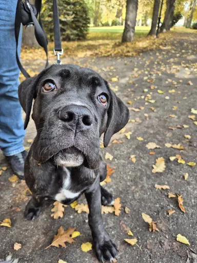 Fajny Piesek - psi behawiorysta i trener psów